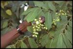 leaf and fruit